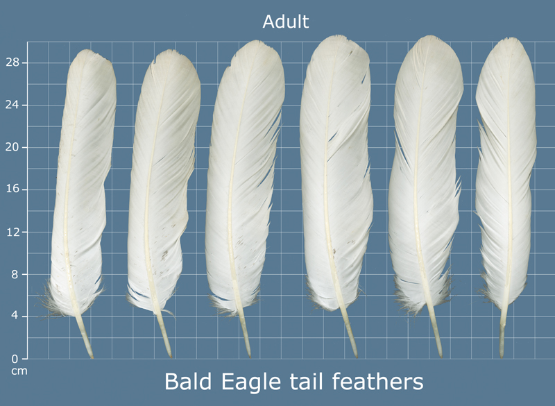 BAEA_tail_adult