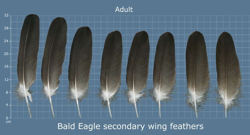 Bald Eagles cannot be sexed reliably based on flight feathers.