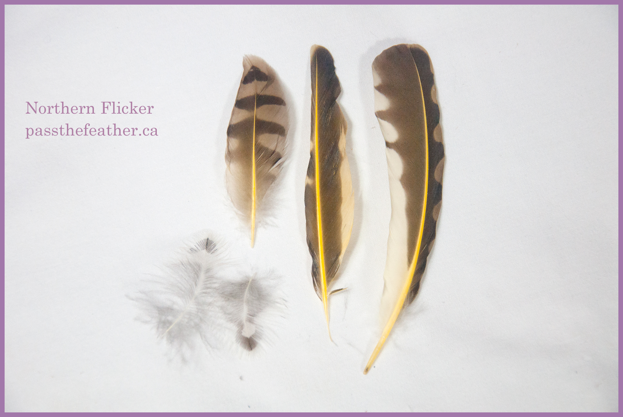 Feathers Pass The Feather