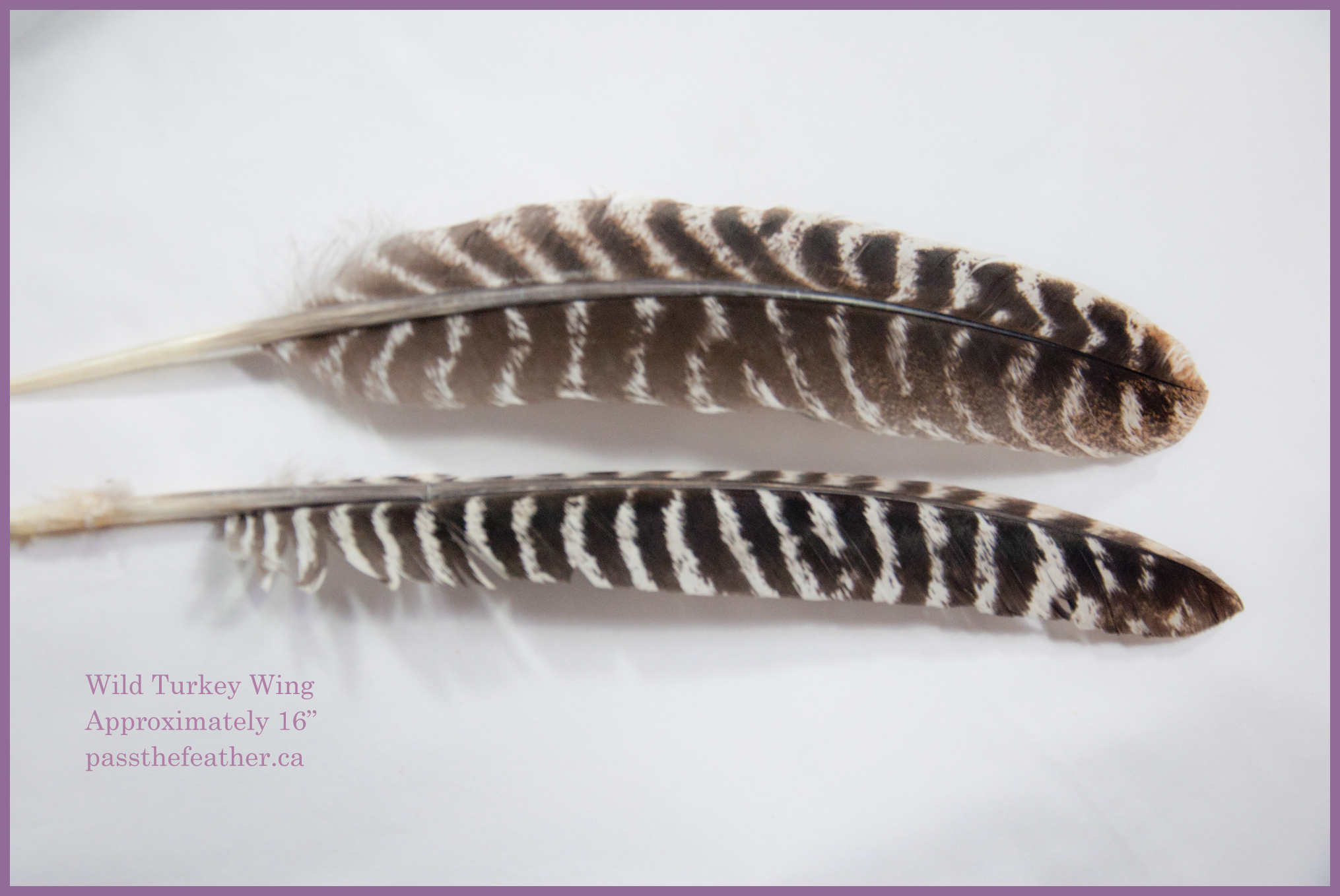turkey feather identification