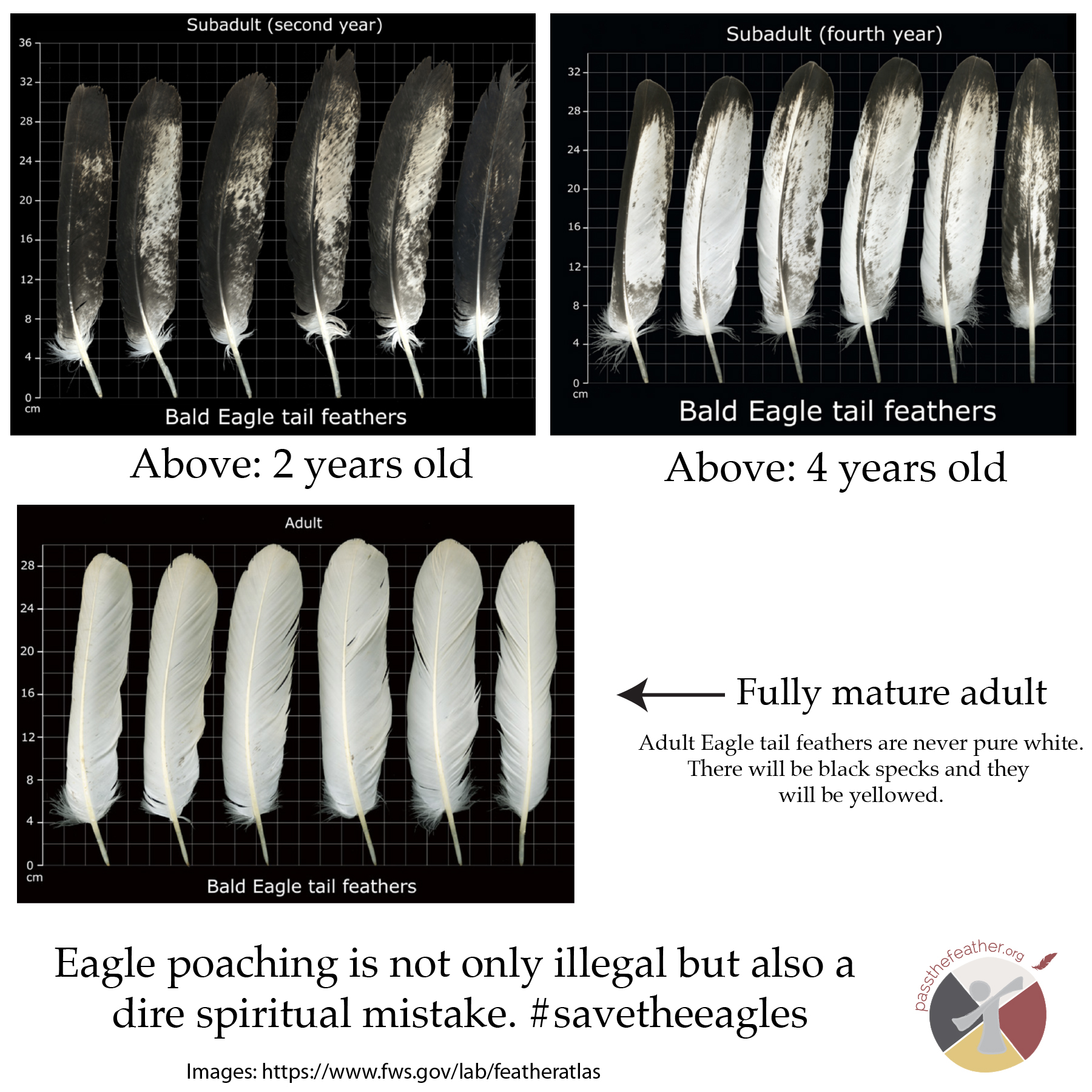 bald eagle, feathers, pass the feather, feather identification, the feather atlas