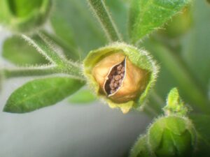 Pass The Feather, Dawn, Indigenous artist, artist, feathers, graphic design, web design, smudge feathers, IndigenARTSY, native american arts and crafts, moon time, moon water