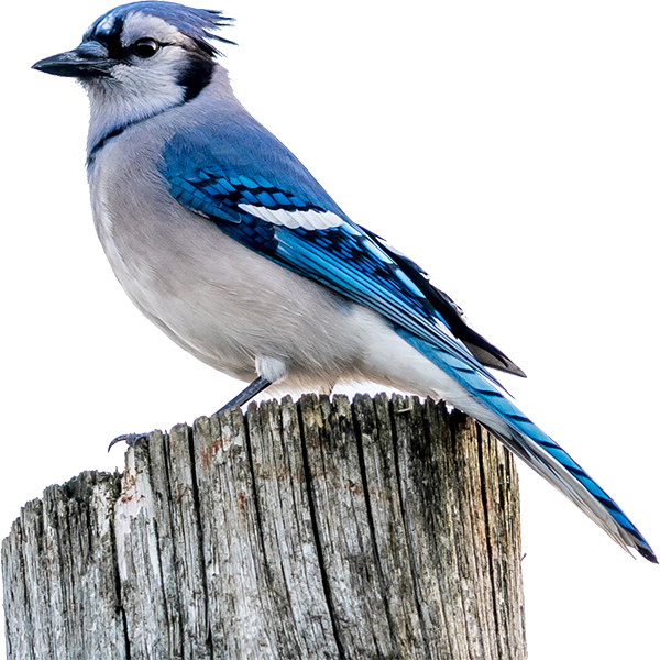 blue jay, pass the feather
