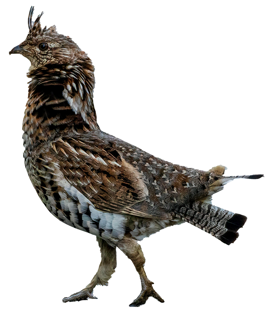 grouse, partridge, pass the feather