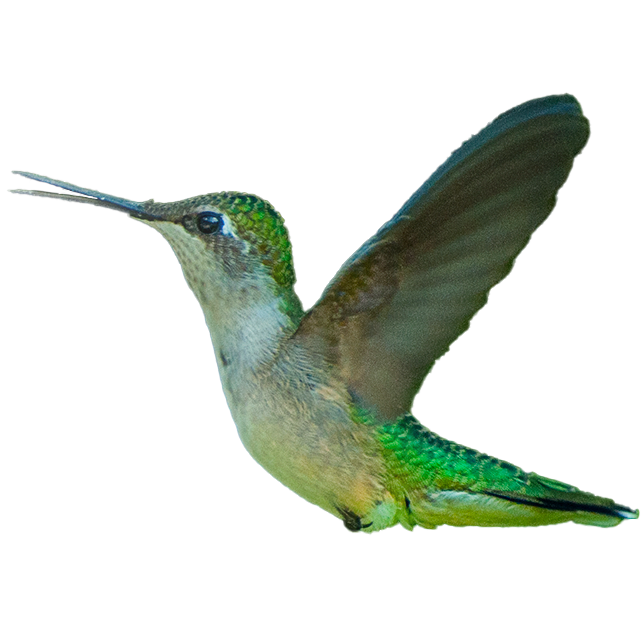 hummingbird, pass the feather