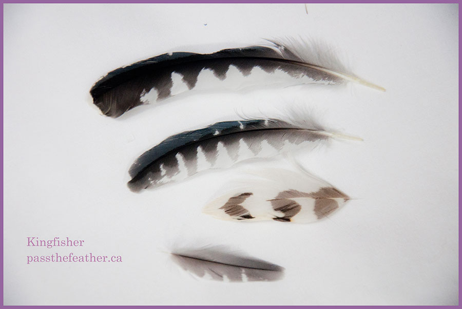 kingfisher feathers, pass the feather