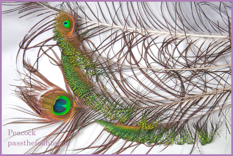 peacock feather, pass the feather