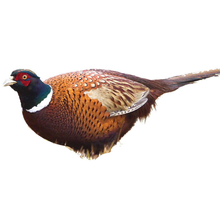 pheasant, pass the feather