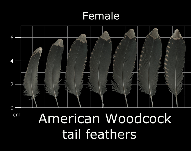 woodcock, pass the feather