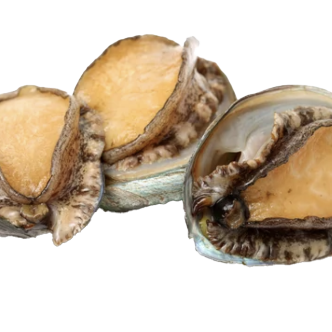 Abalone-snails