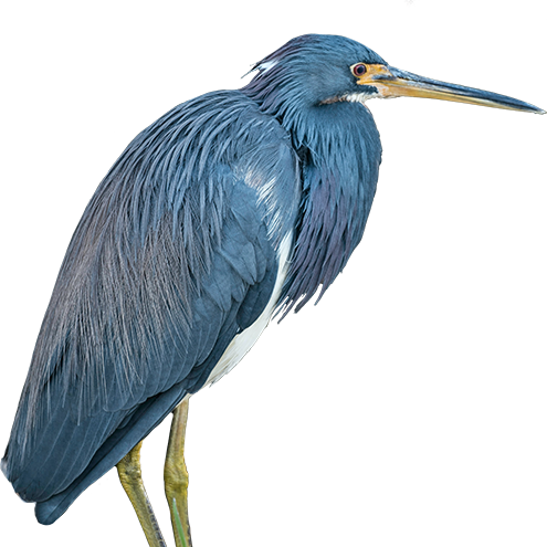 heron, pass the feather