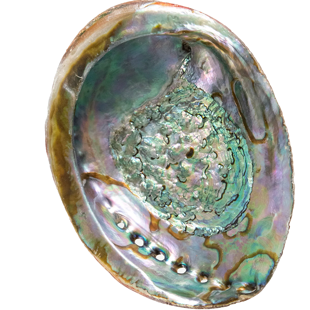 abalone, pass the feather