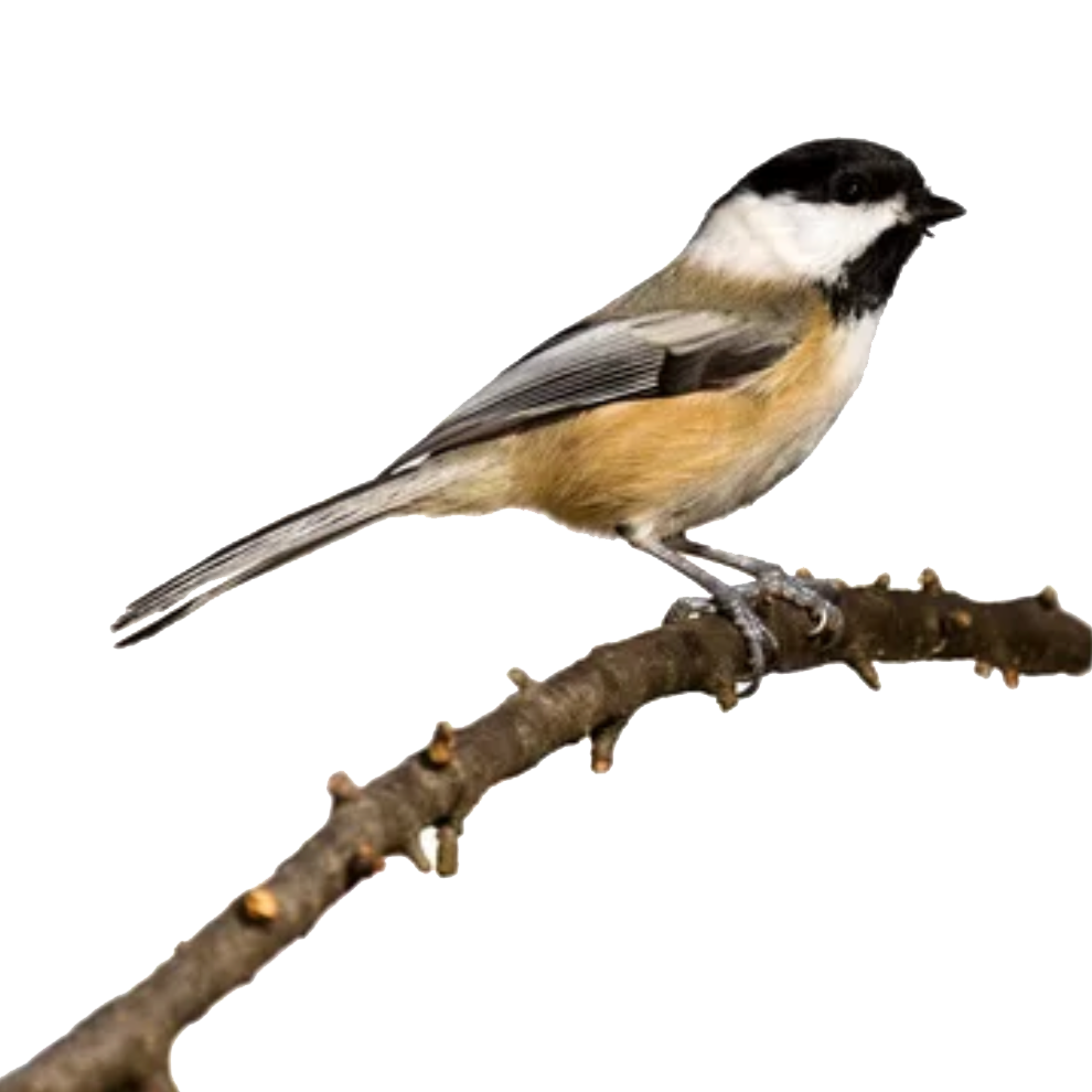 Black capped chickadee, pass the feather