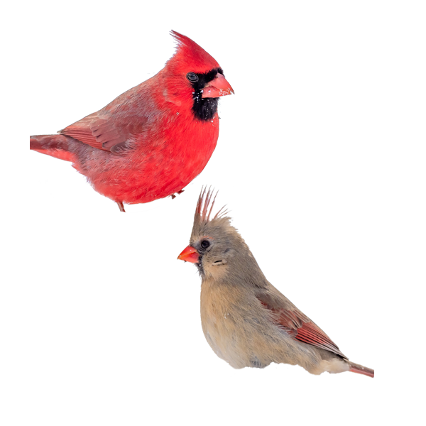 cardinals, pass the feather