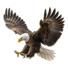 eagle