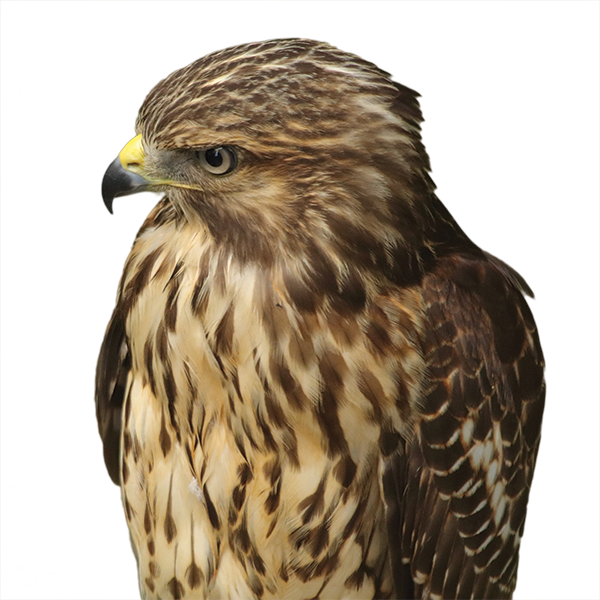 hawk, pass the feather