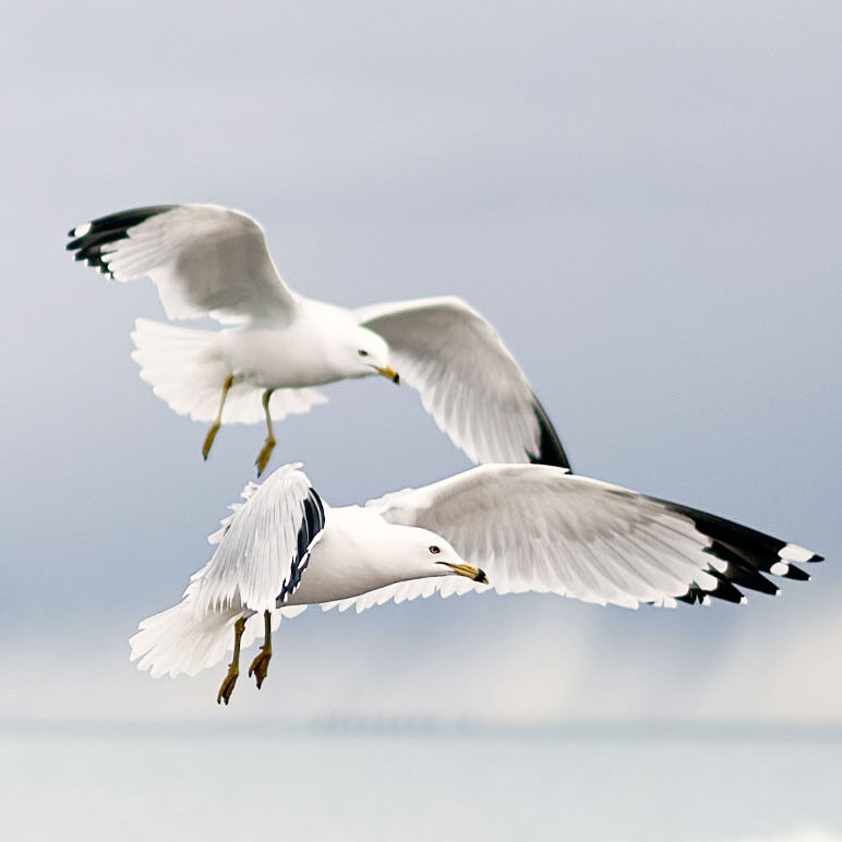 herring-gull, pass the feather