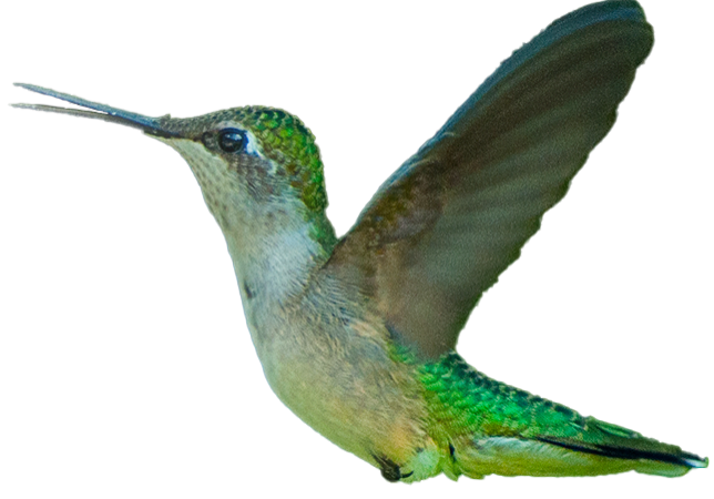 hummingbird, pass the feather