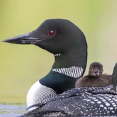 loon, pass the feather