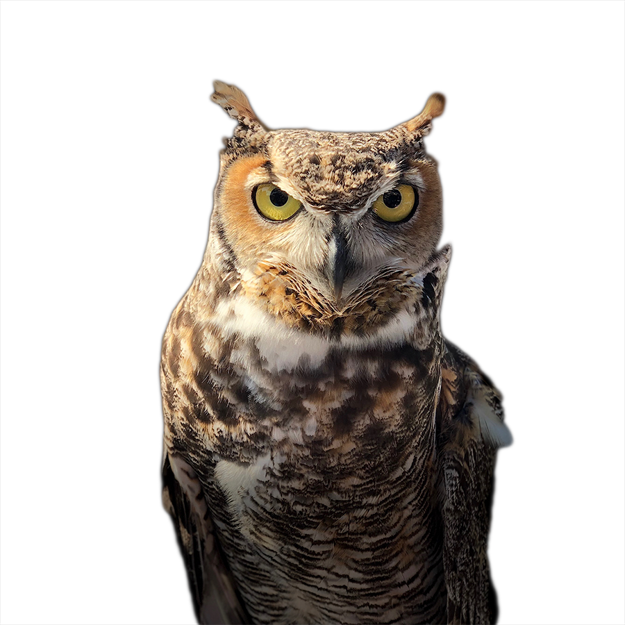 owl, pass the feather, long-eared owl