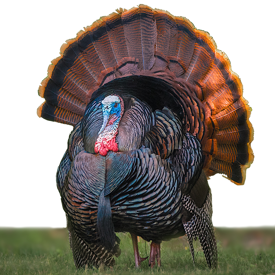 wild turkey, pass the feather