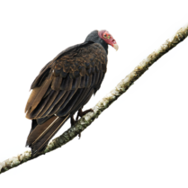 vulture, pass the feather