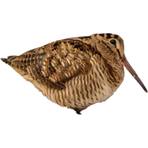 woodcock, pass the feather